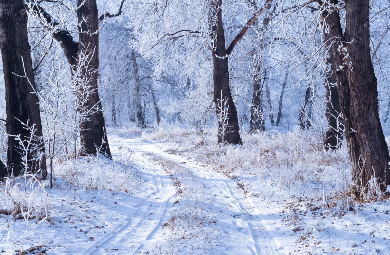 Winter Scene